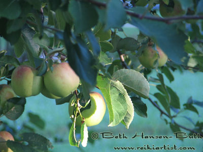 Close up of Apple Tree
