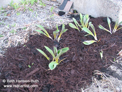 Tulips planted Easter 09