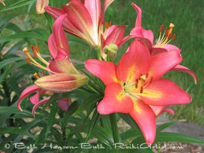 AsiaticLillies